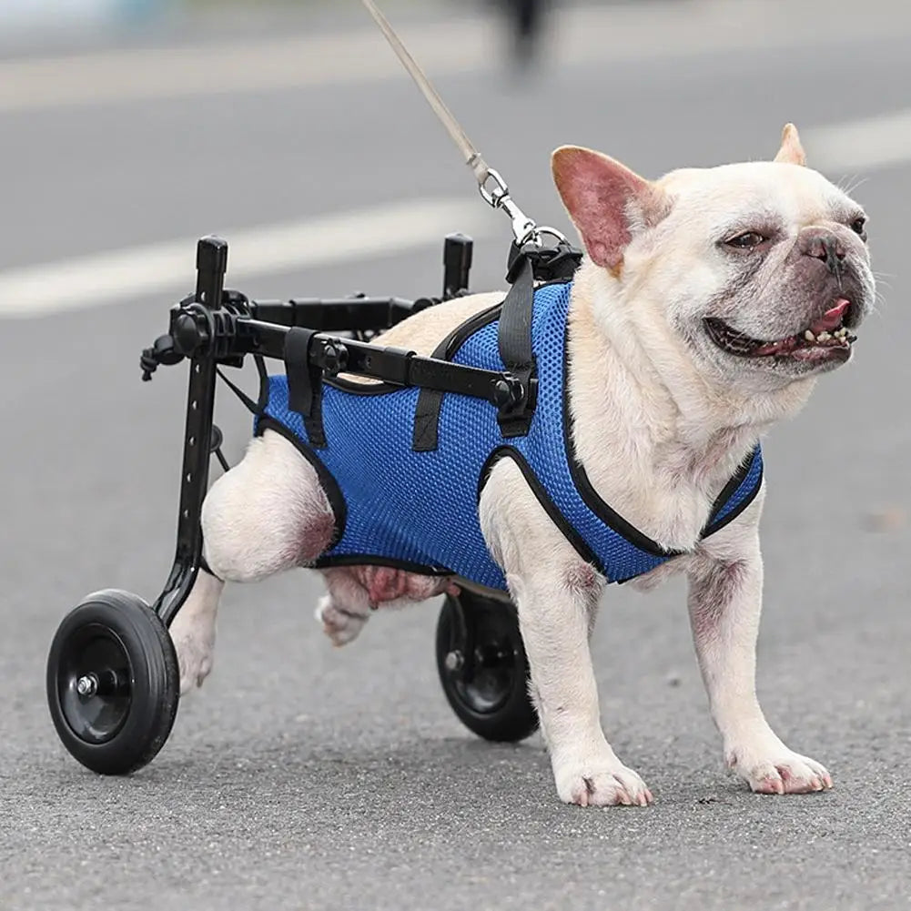 Mobility Assistance Light Pet Walk Tools